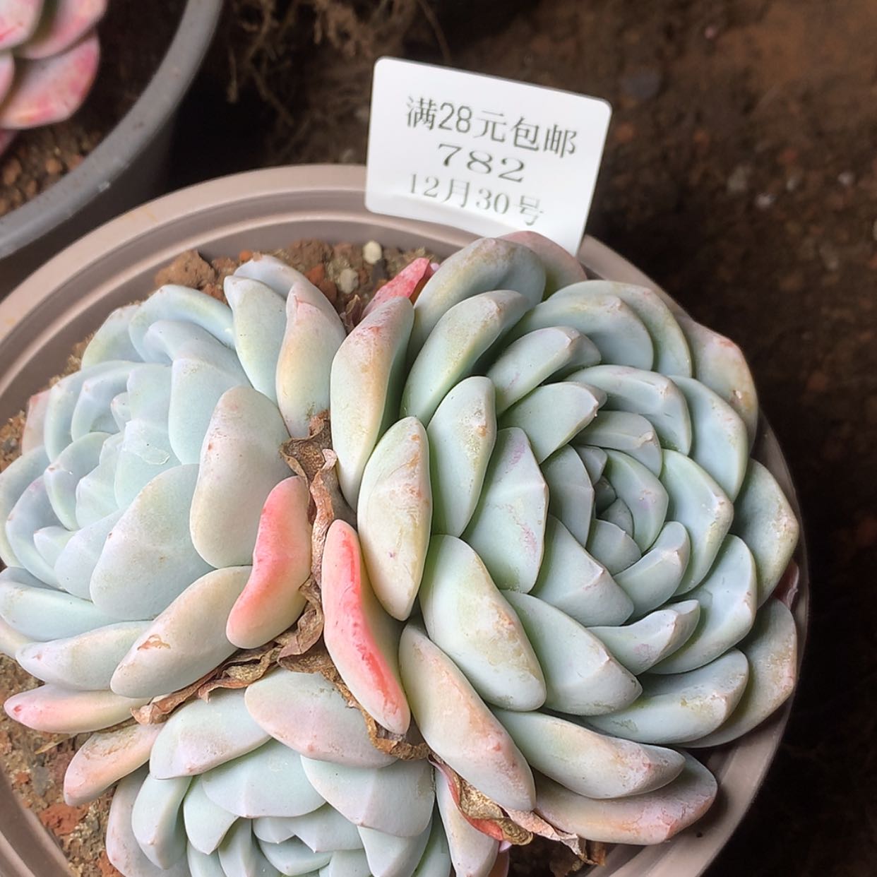 【闪购商品】云782号