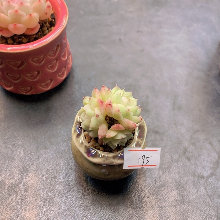 一物一拍满30包邮 195