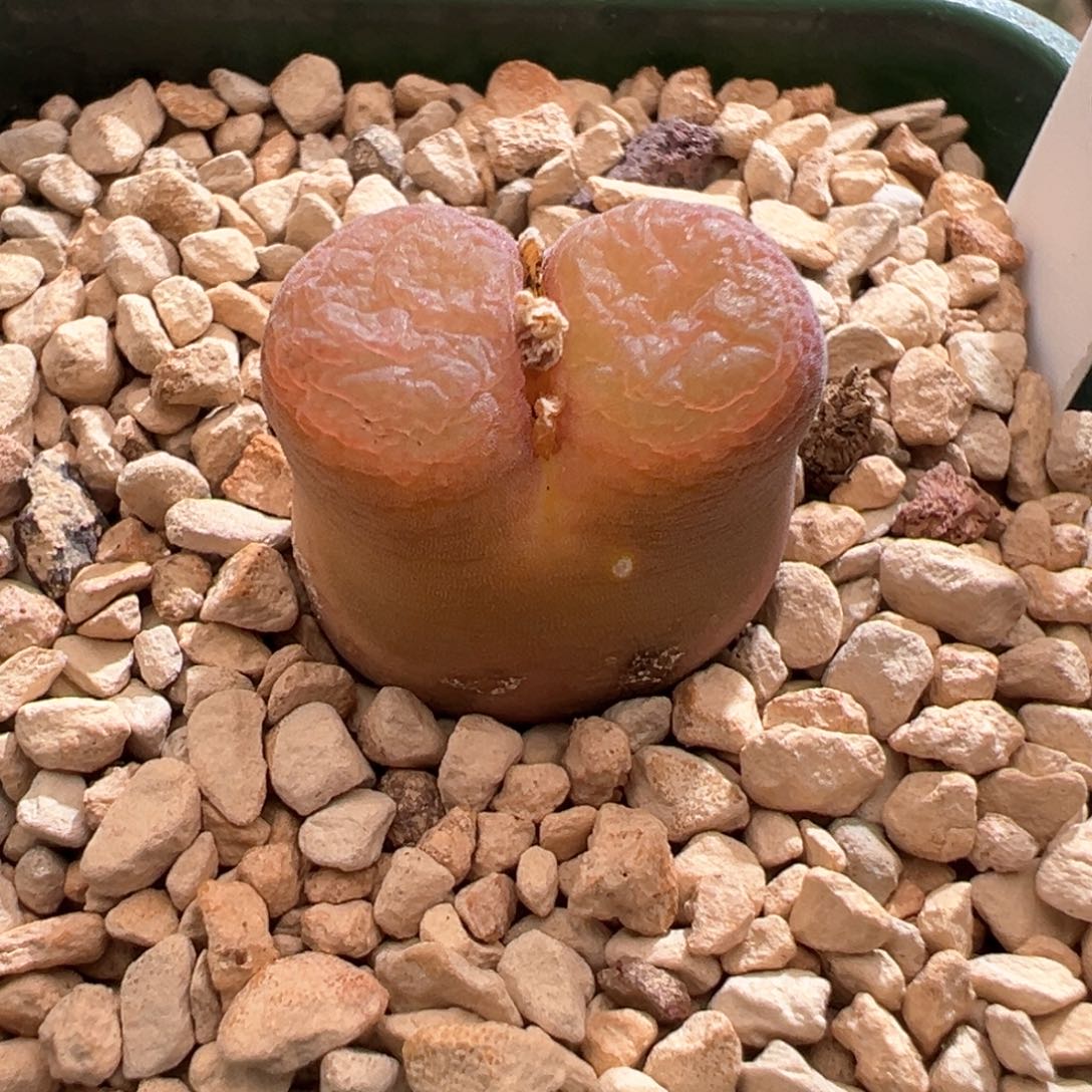 648恩东矮墩墩内双一颗