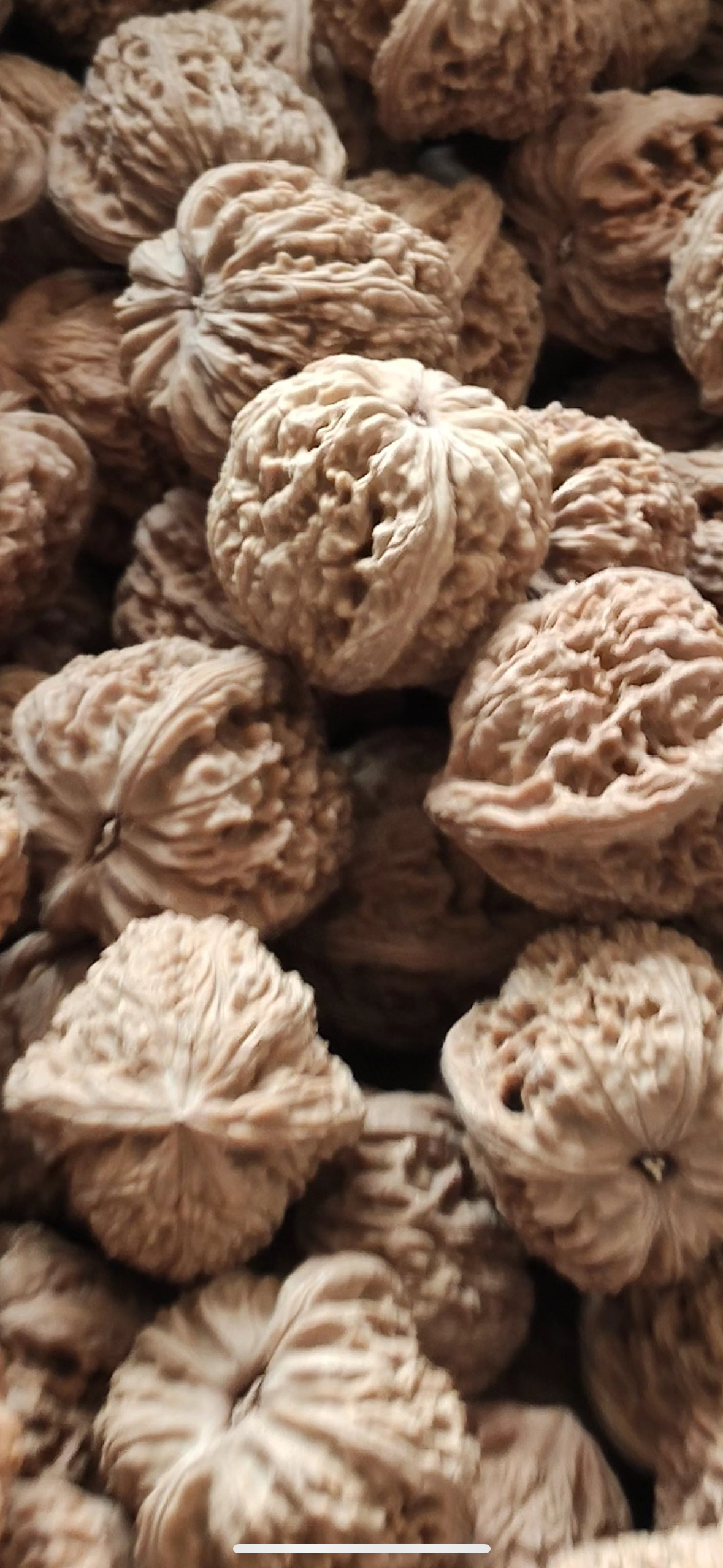 涿鹿老树南将石文玩核桃35到43链接