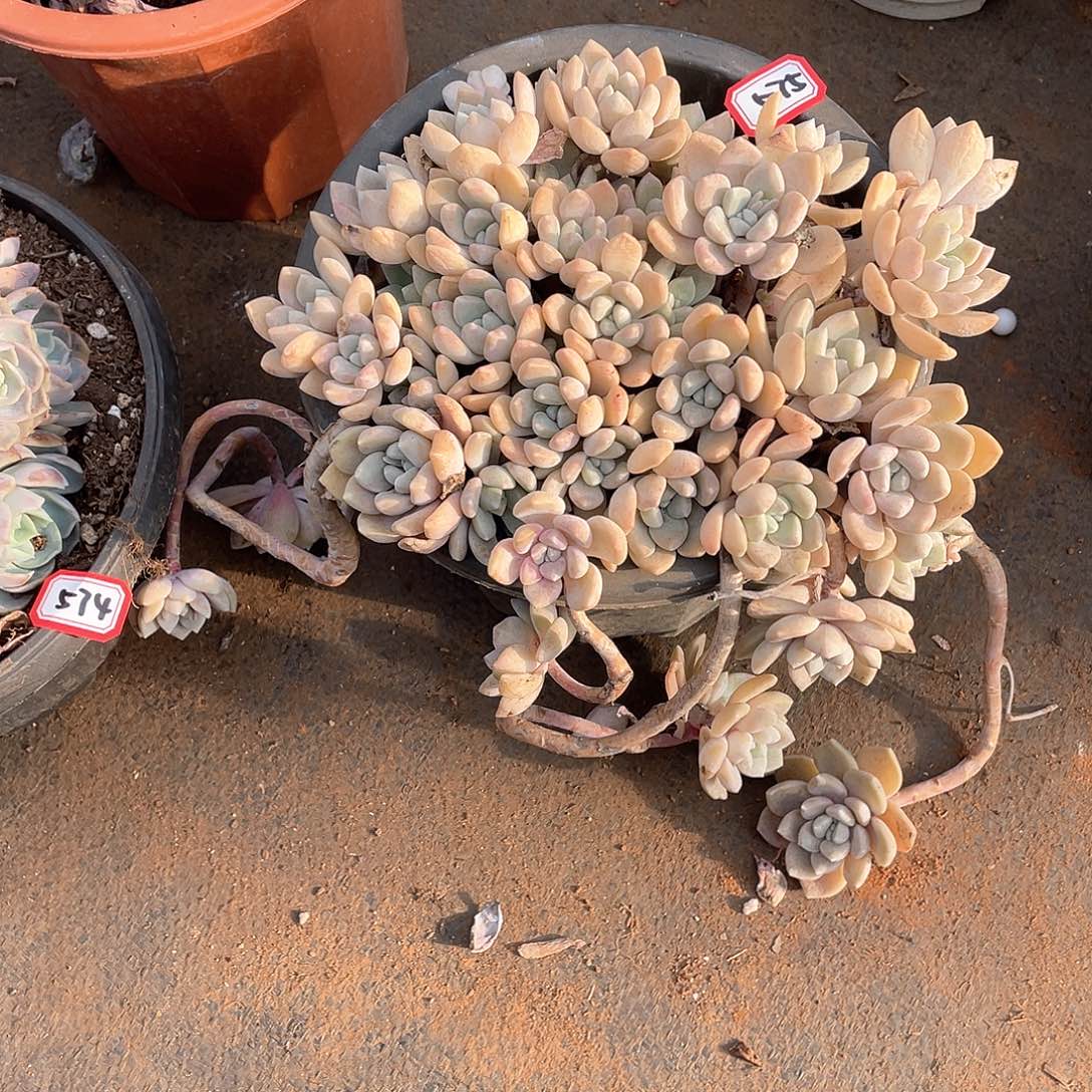 575克洛伊 一物一拍多肉