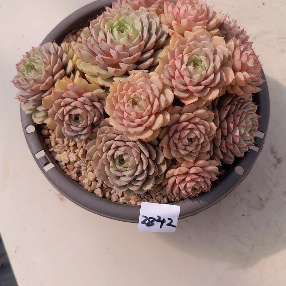 2842本吧多肉植物