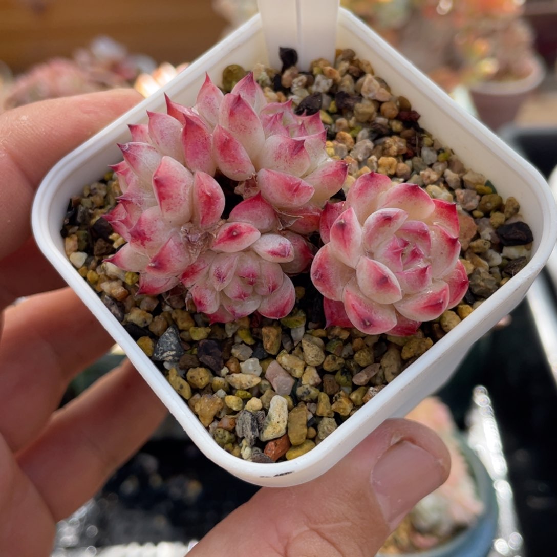 0599不认识不带盆6厘米