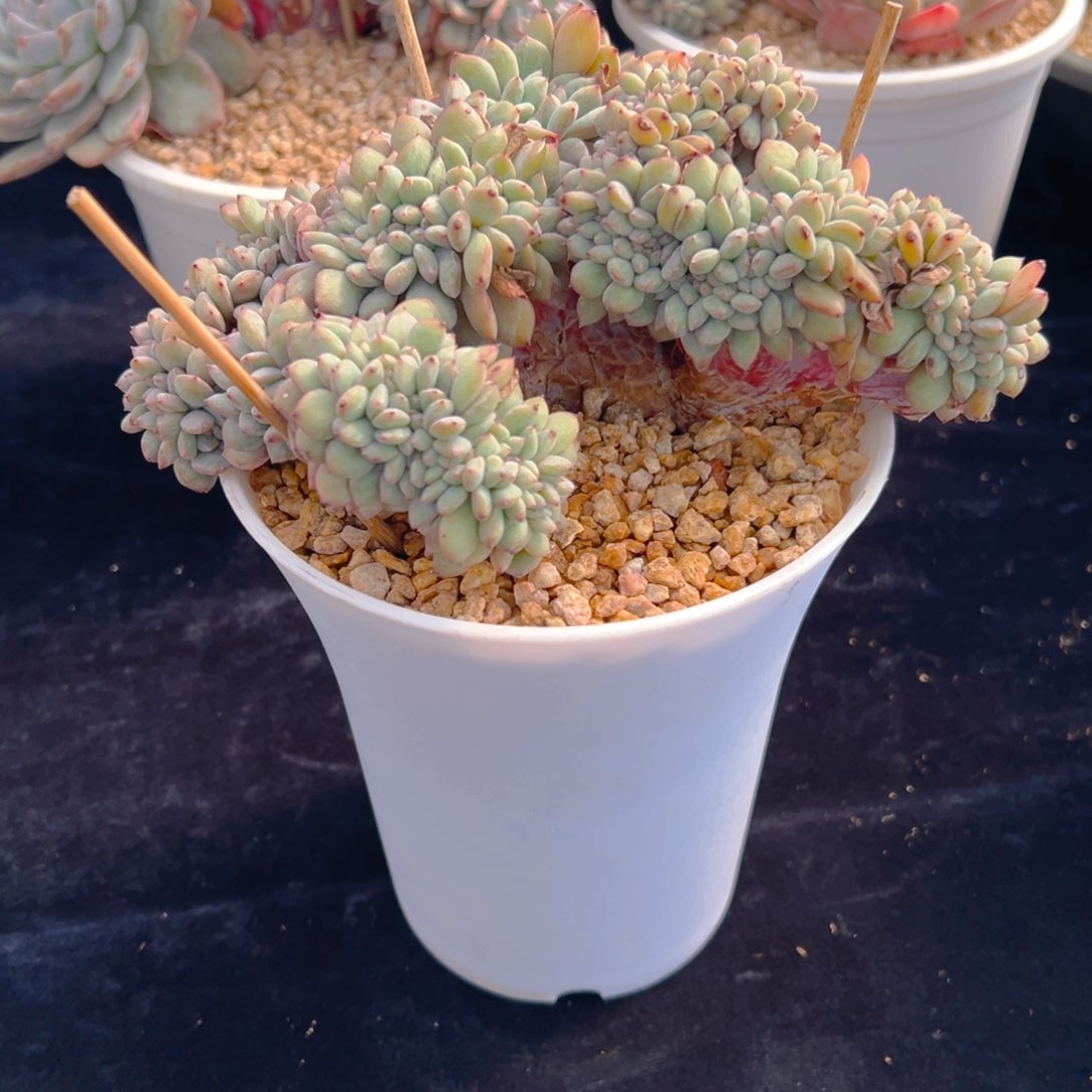 新年快乐 新年快乐