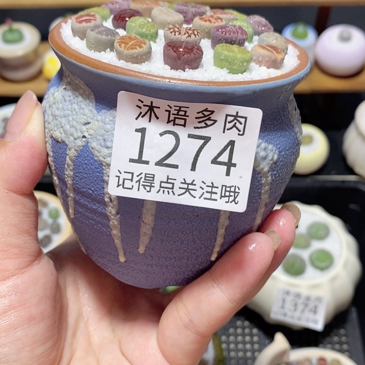 带盆土植物 精美盆栽 1274
