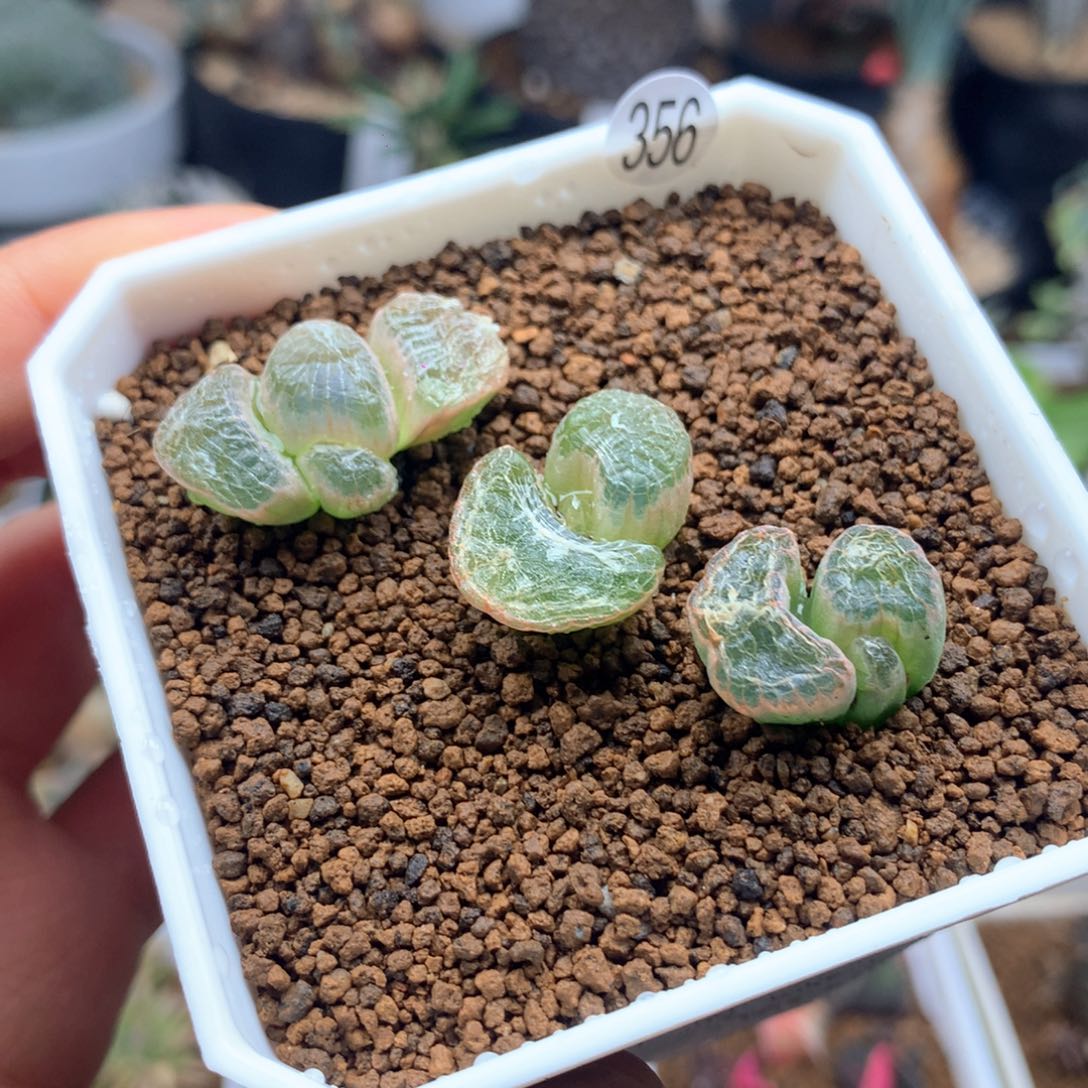 3颗玉翡翠脱土多肉