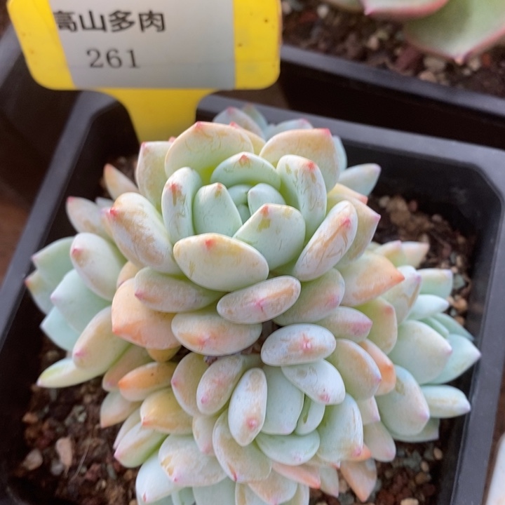 D261- 直播福利 冷香捧花