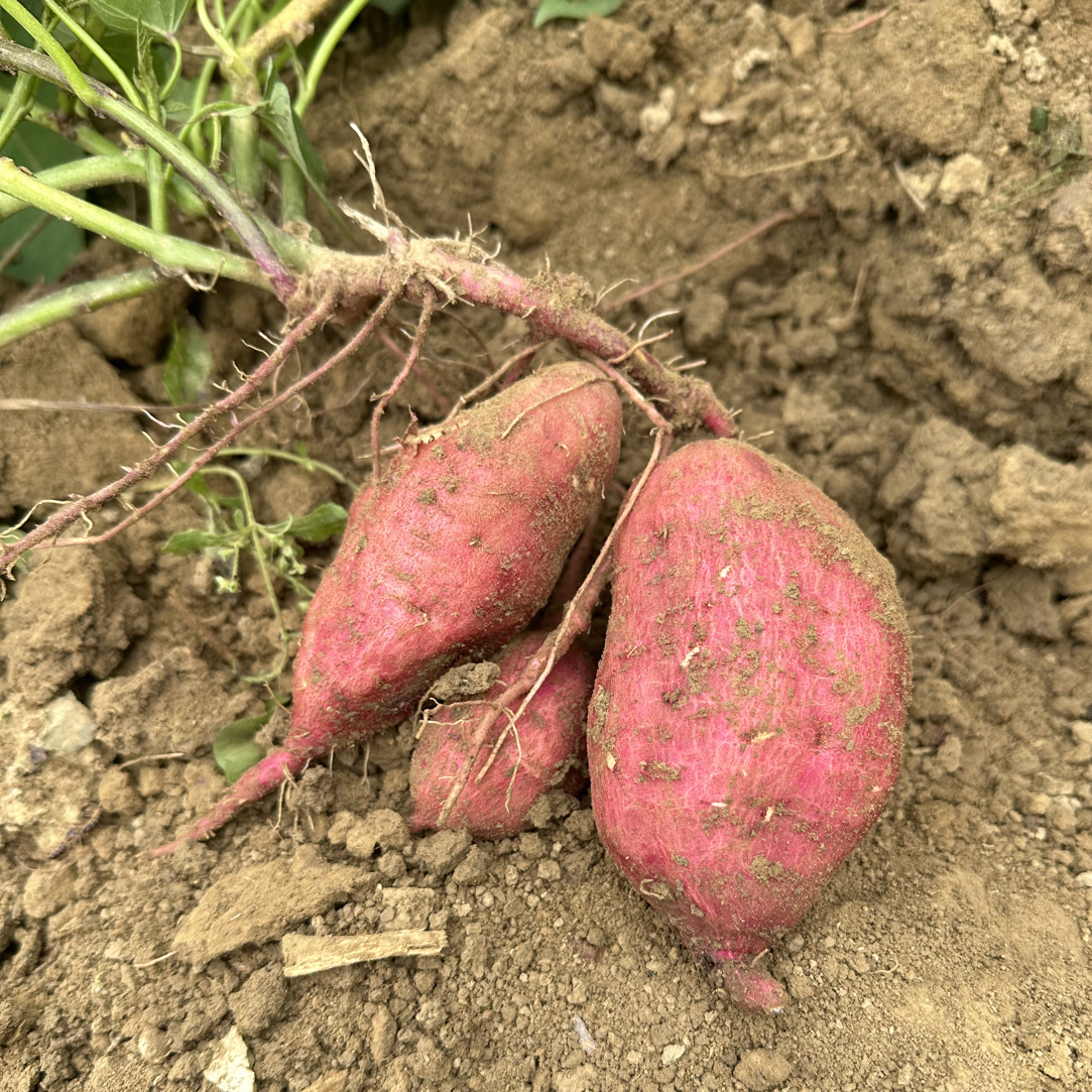 贵州高山老品种红薯