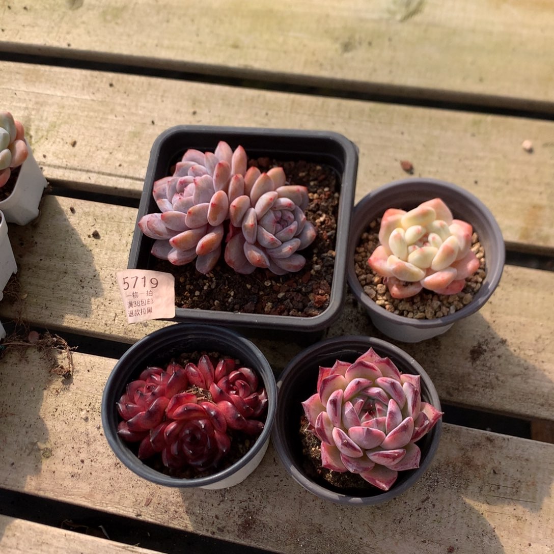 多肉植物四颗 5719