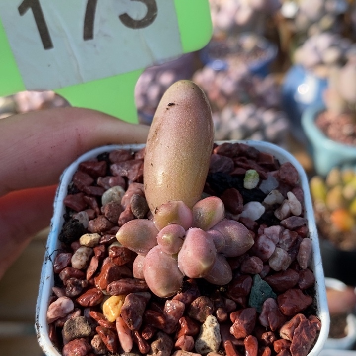 173号糖果美人，锦基因啊啊啊