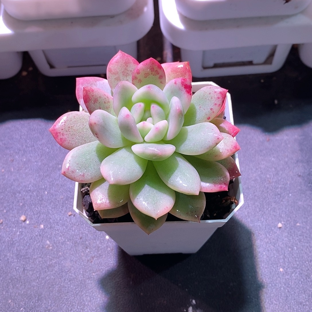 橙子锦多肉植物老桩