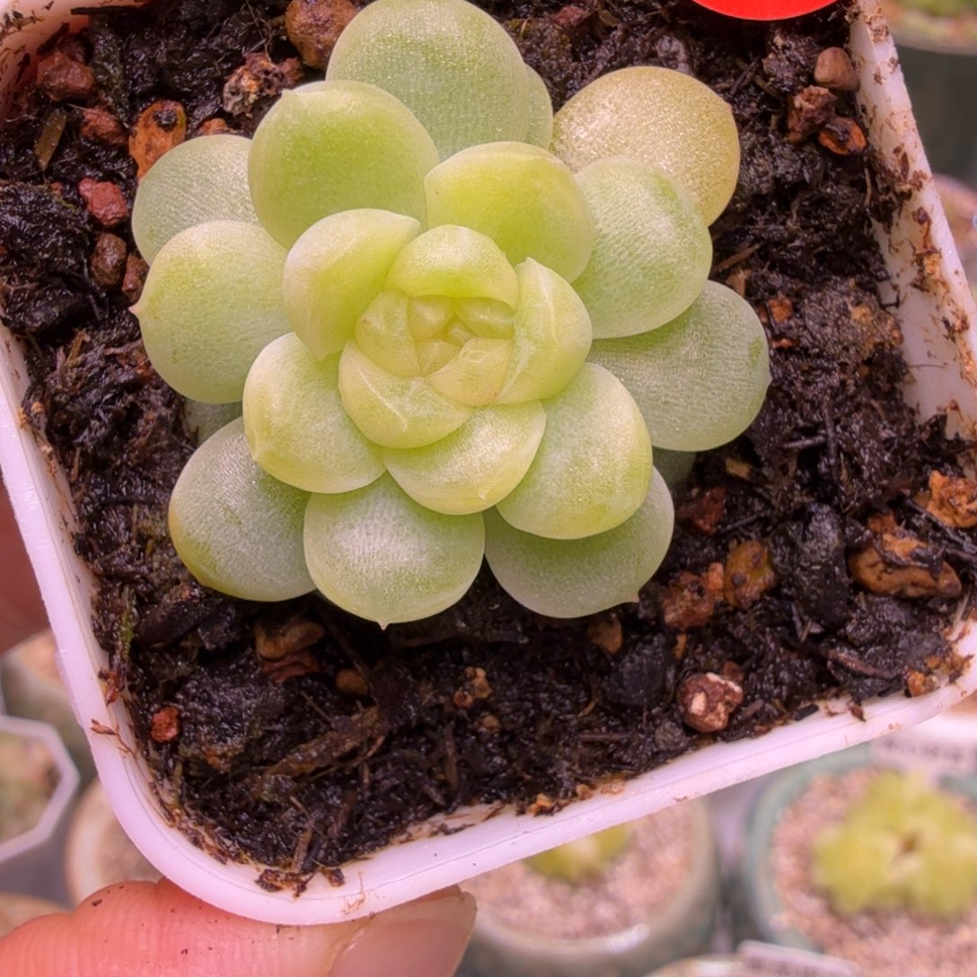 60号闪灵一物一拍