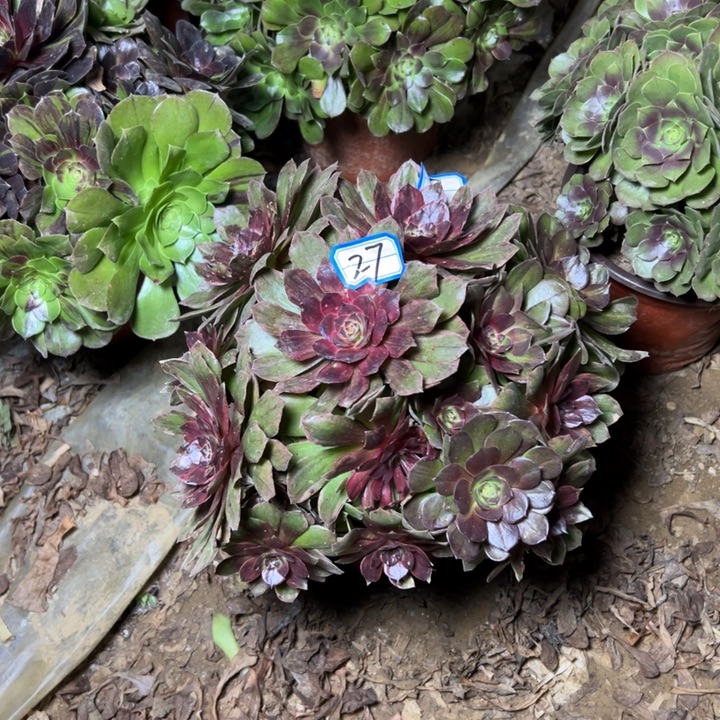 多肉植物红霞法师27