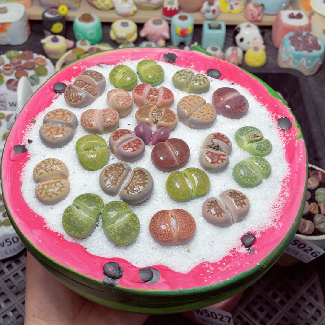 w5029 带盆土发货-零下地区拍保温箱