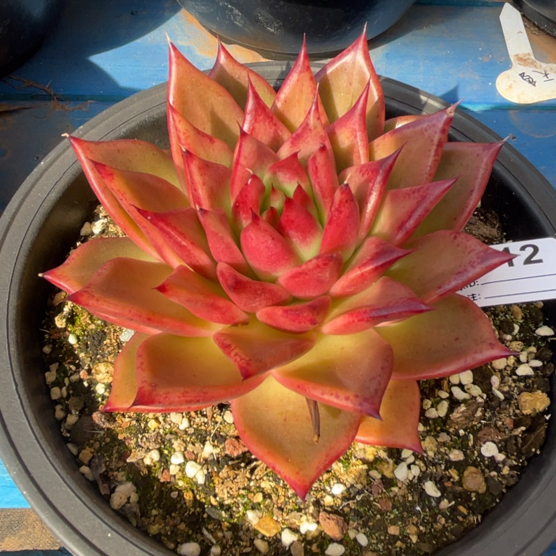 无花朵若如东云组拍E912