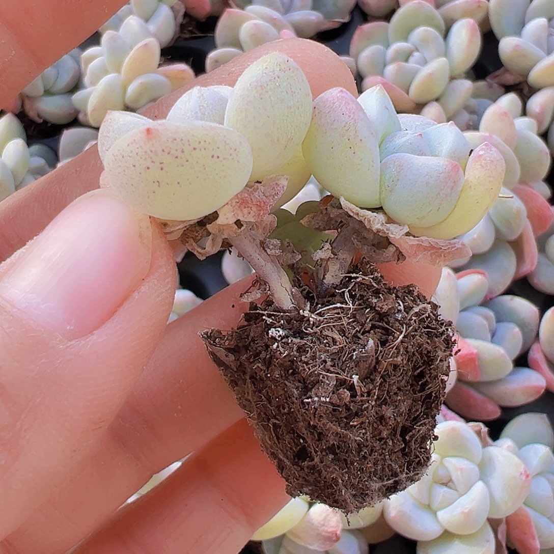 穴盘双头冰玉12颗19包邮多肉