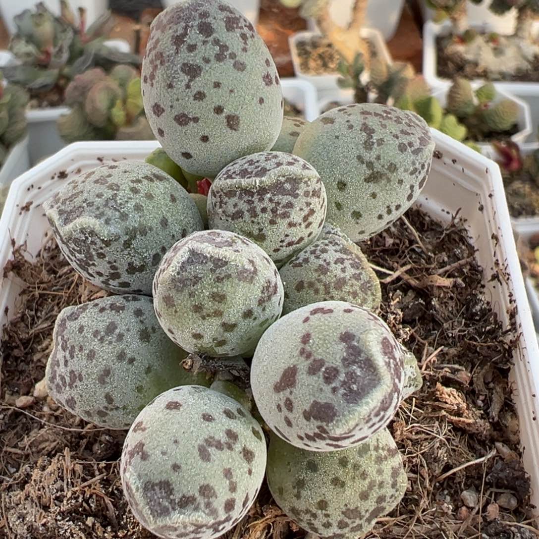 丸叶海豹多头纯木质桩多肉植物