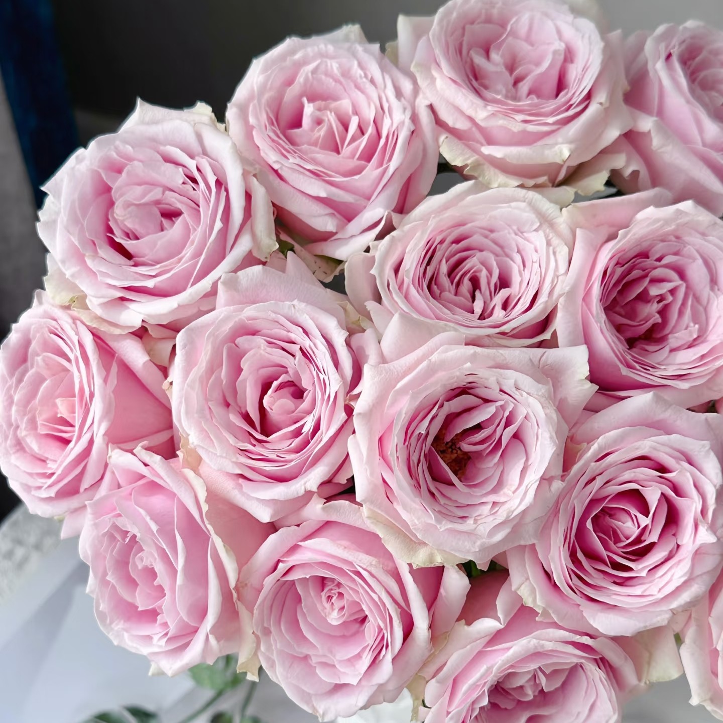 云南精选粉红雪山玫瑰（买十支送十支）