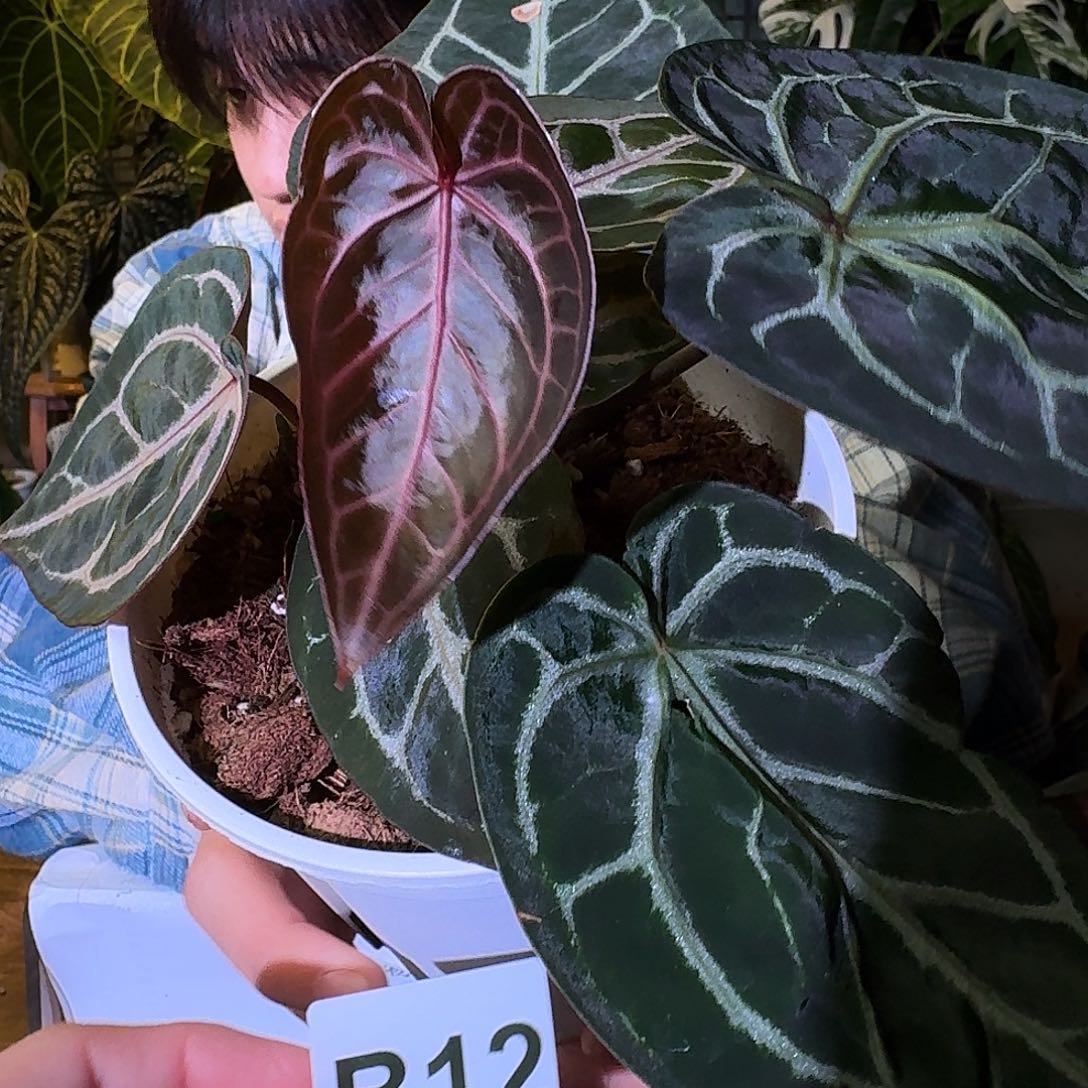 不开花植物B12skg紫水晶杂米歇尔