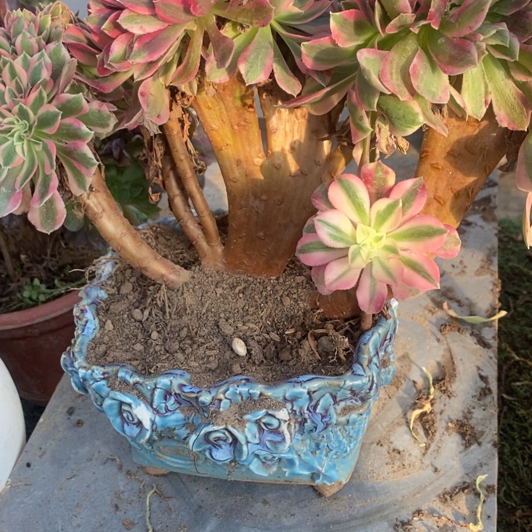 粉女巫缀化10392号