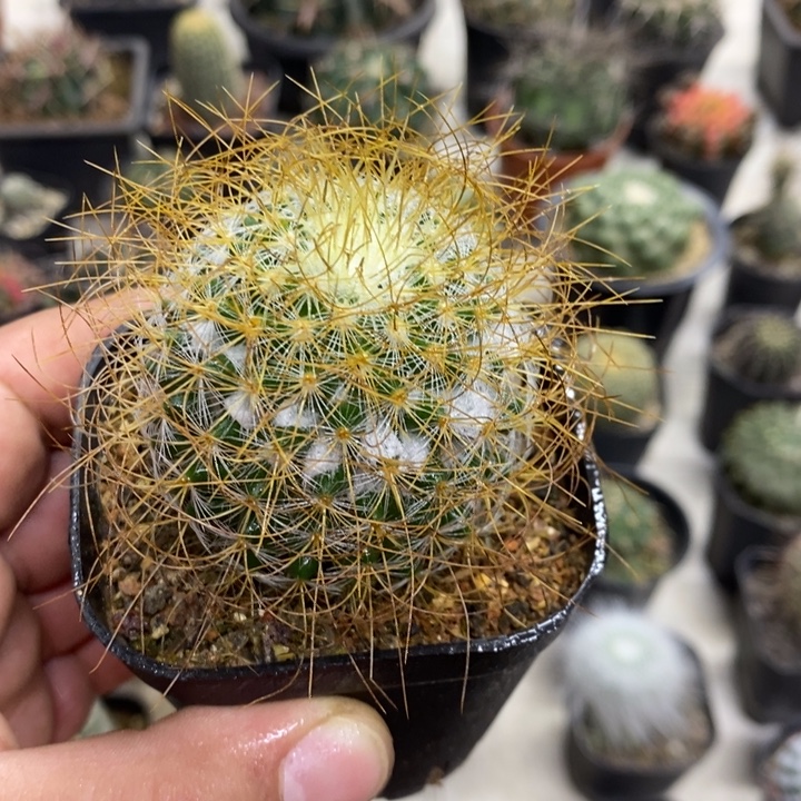 狂刺海泉特价福利