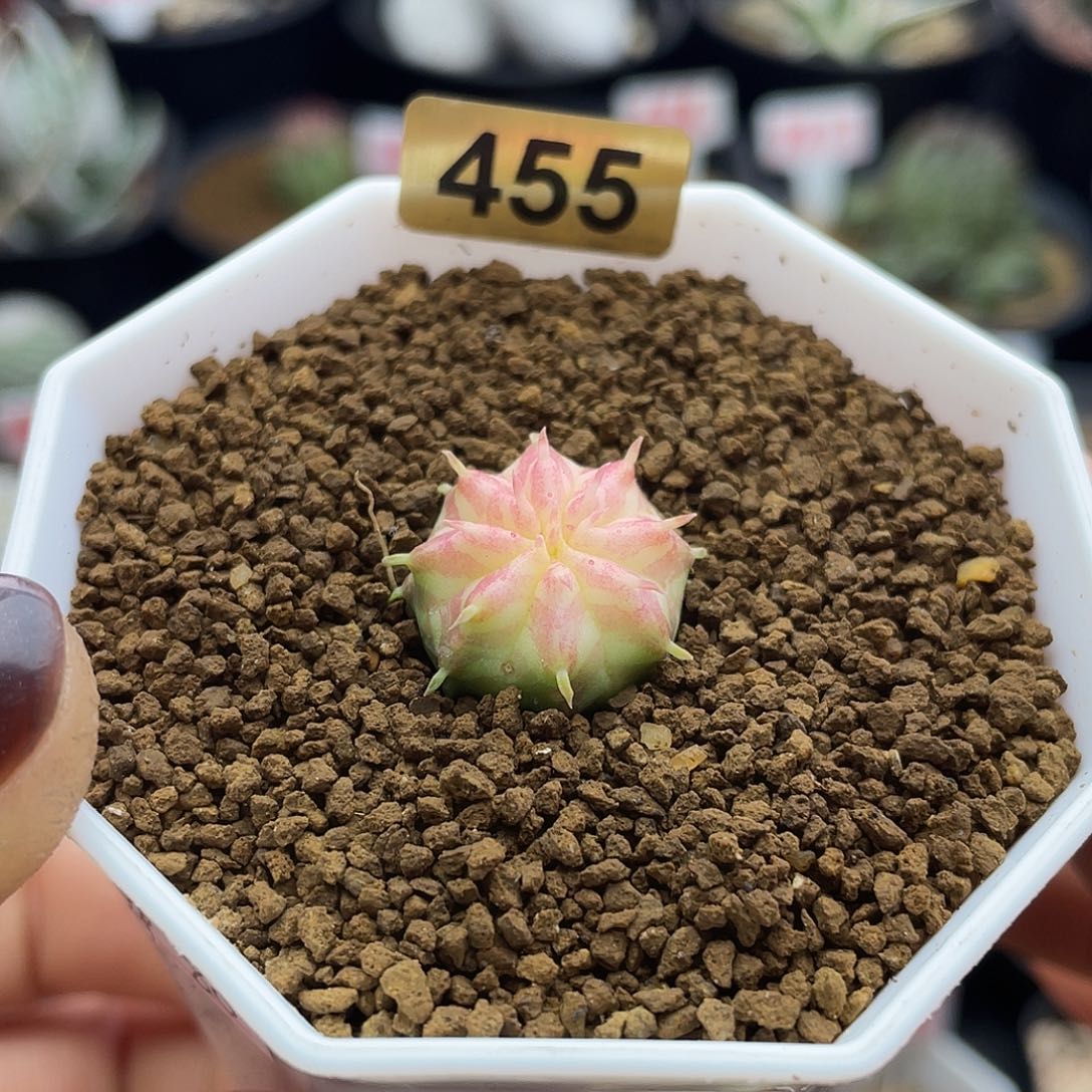 我****肉实生坤坤法丽达锦专拍