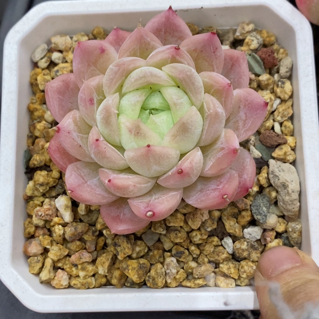 精品多肉一物拍不包整228