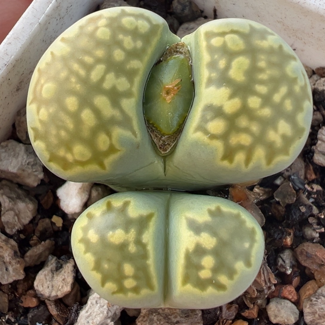绿孔雀多肉植物百科