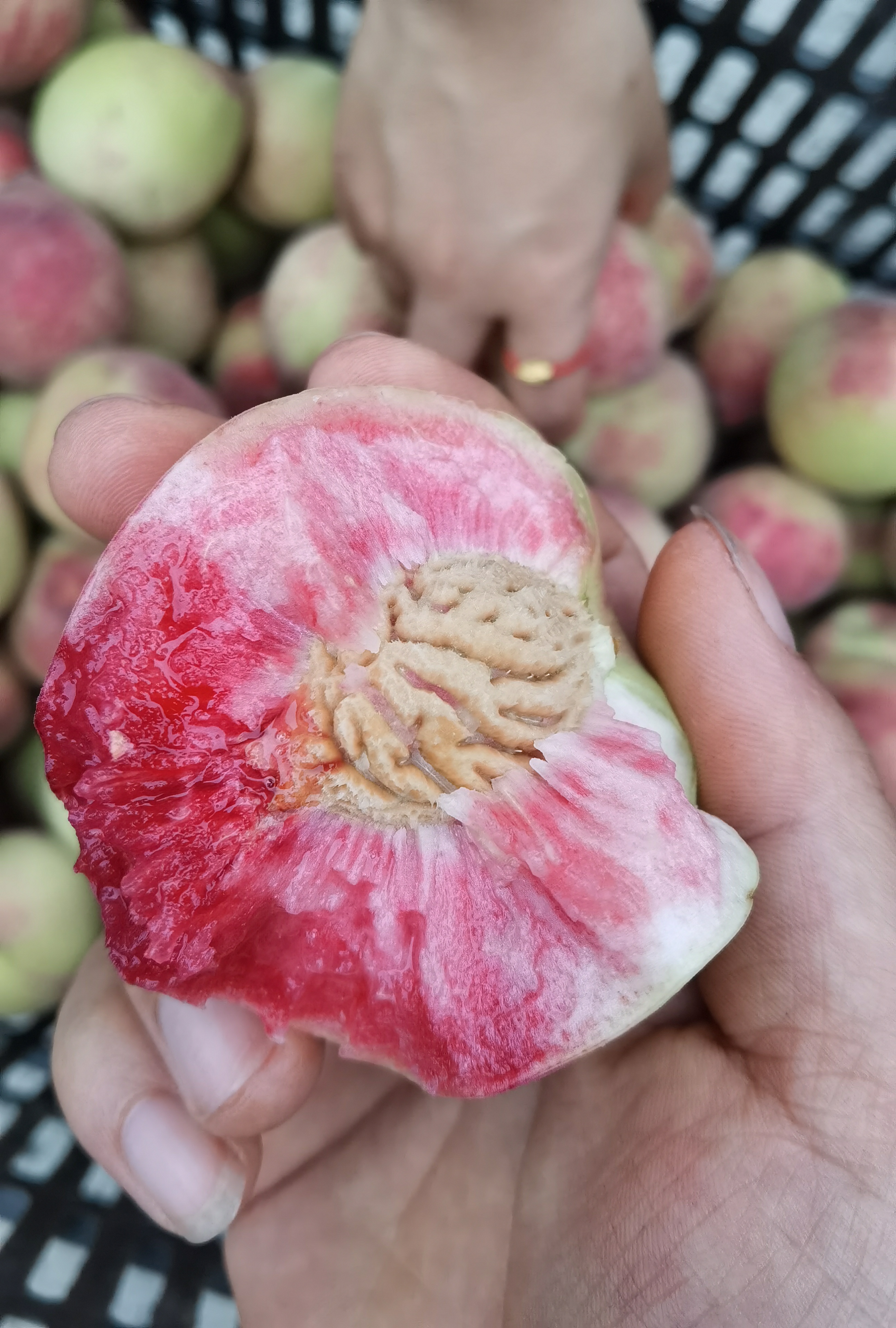 贵州高山平塘四月桃