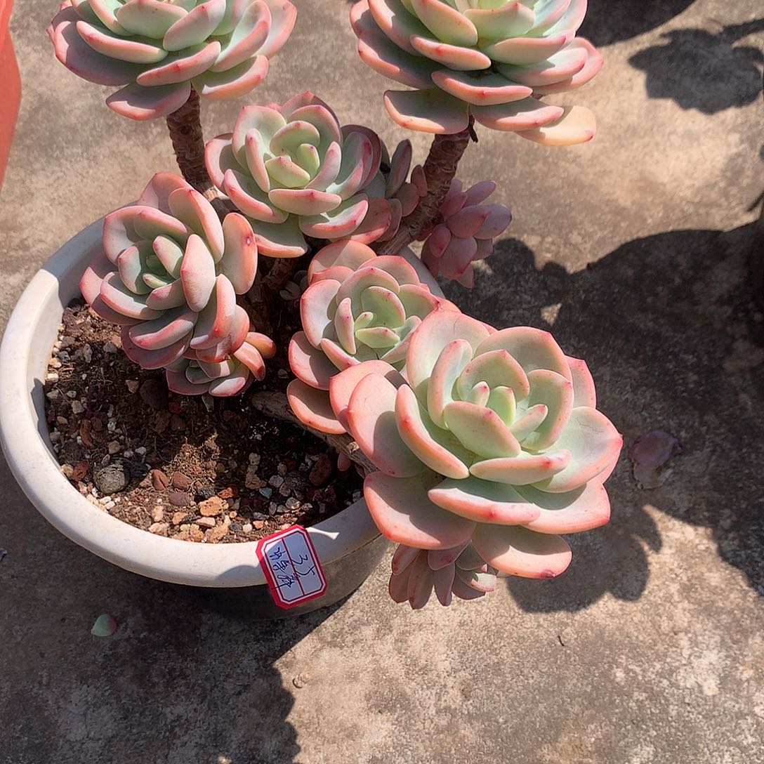 白月光多肉植物一颗