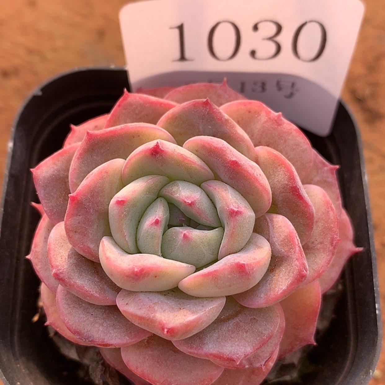 【闪购商品】云1030