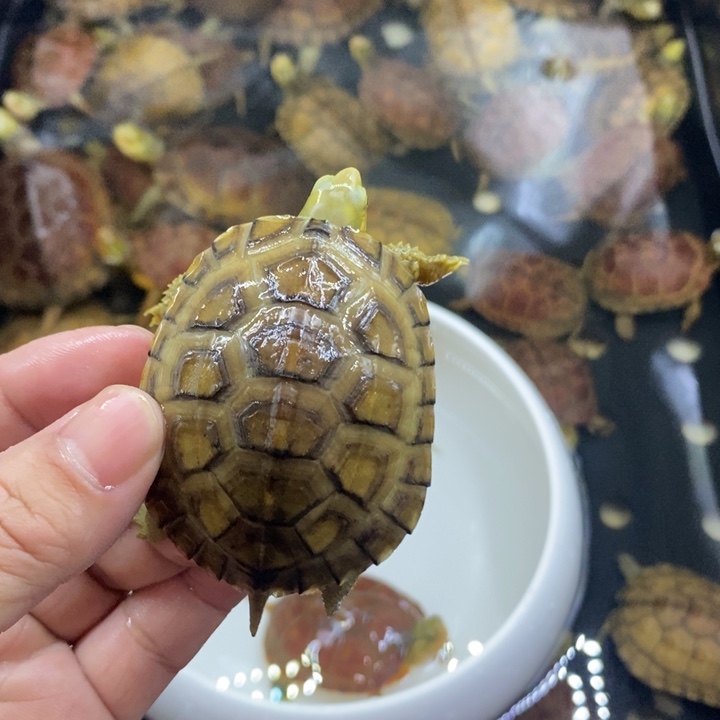 女***皇绿毛龟母12345678