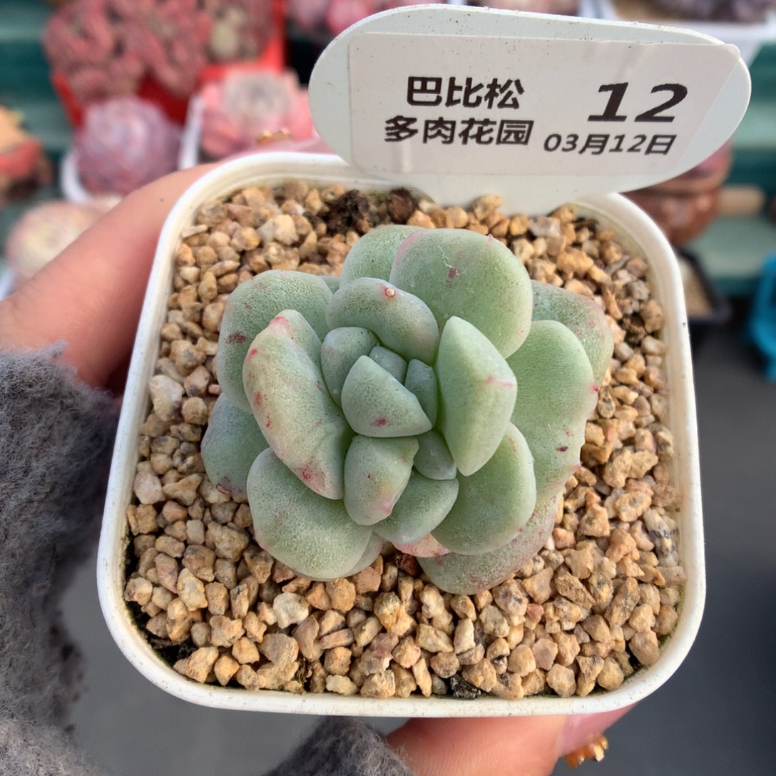 12双心冰玉石化多肉植物