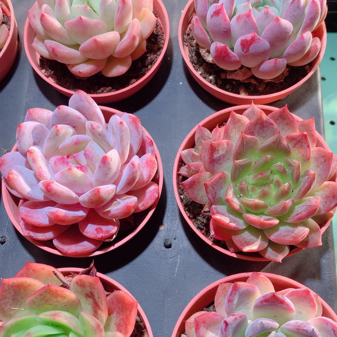 9-量拍品质保证多肉带盆9颗全单头