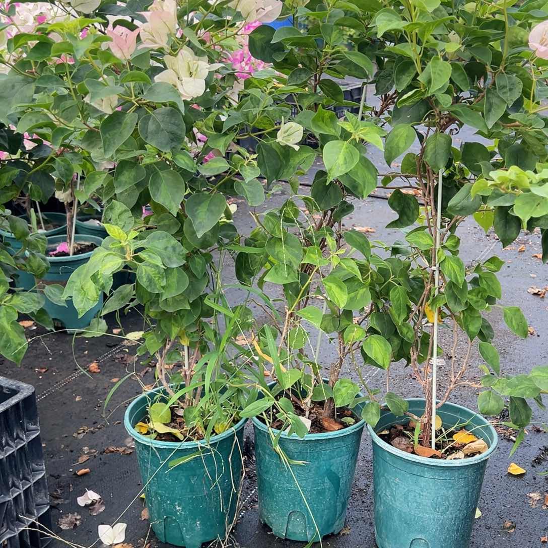 大部分开放少量花苞五宝一颗