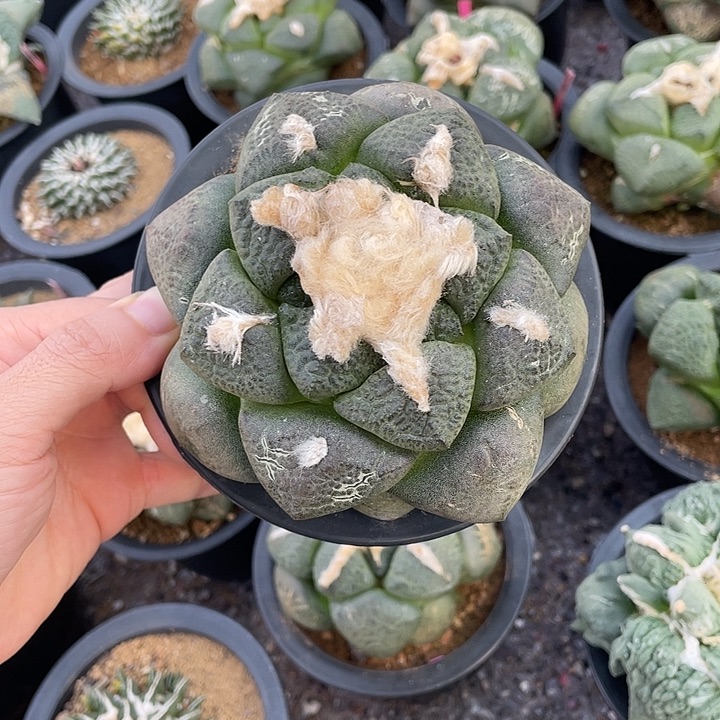 实生连山福利10.5