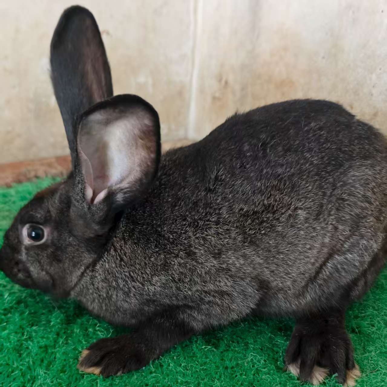 大型肉兔奥特塞兔可繁殖