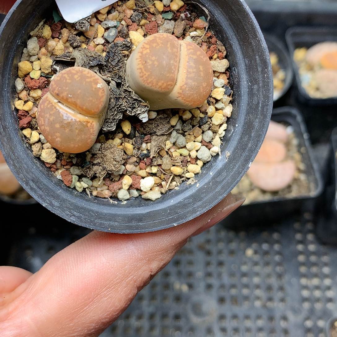 B76多肉植物保护研究所