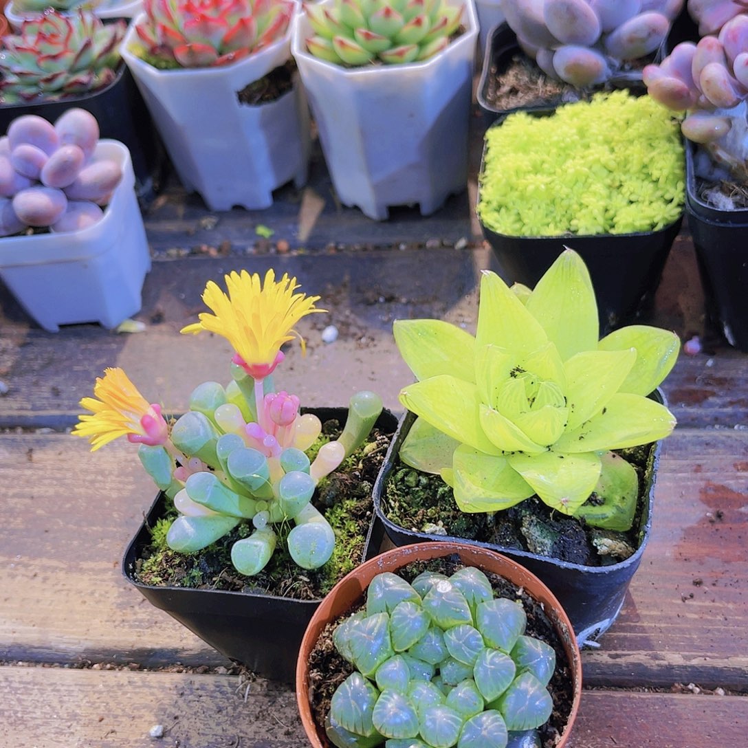 五十锦➕黄金破雨露➕姬雨露