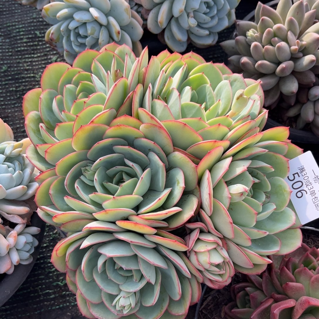 506牡丹亭群大群多肉植物……