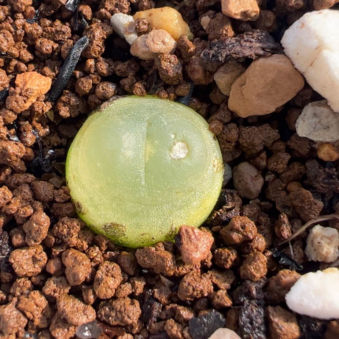 421多肉植物组合