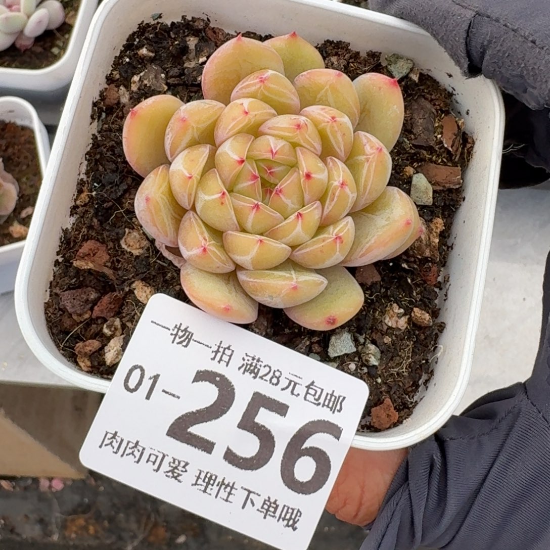 雪花珍妮无盆土发货无