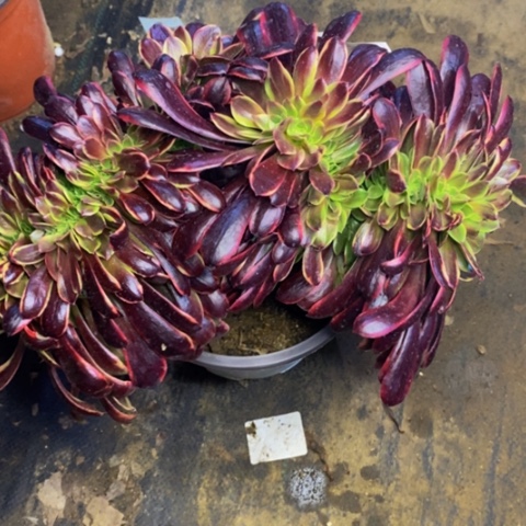 欧嘉莉多肉植物5402