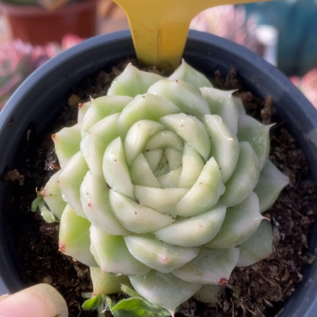 273白瓷麦杆j j j j j