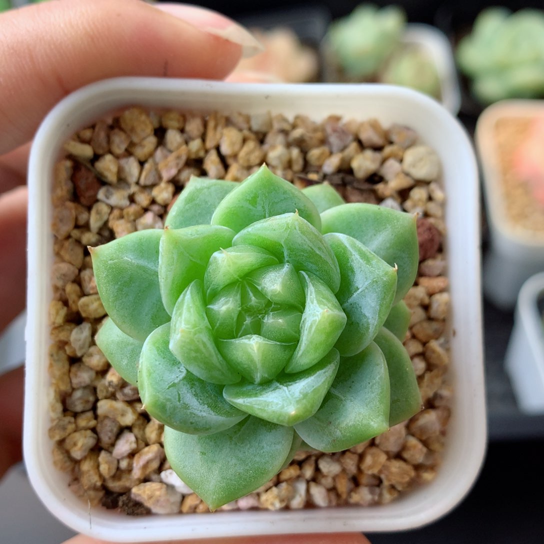 58包邮  群生不包整 26