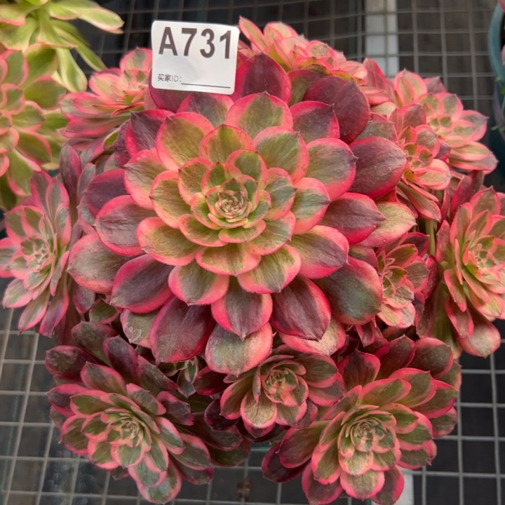 731云荷25厘米左右