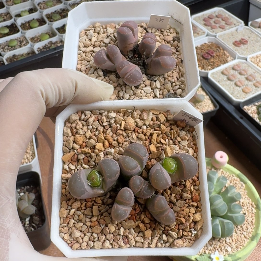 奶***廖1221-039生石花花花