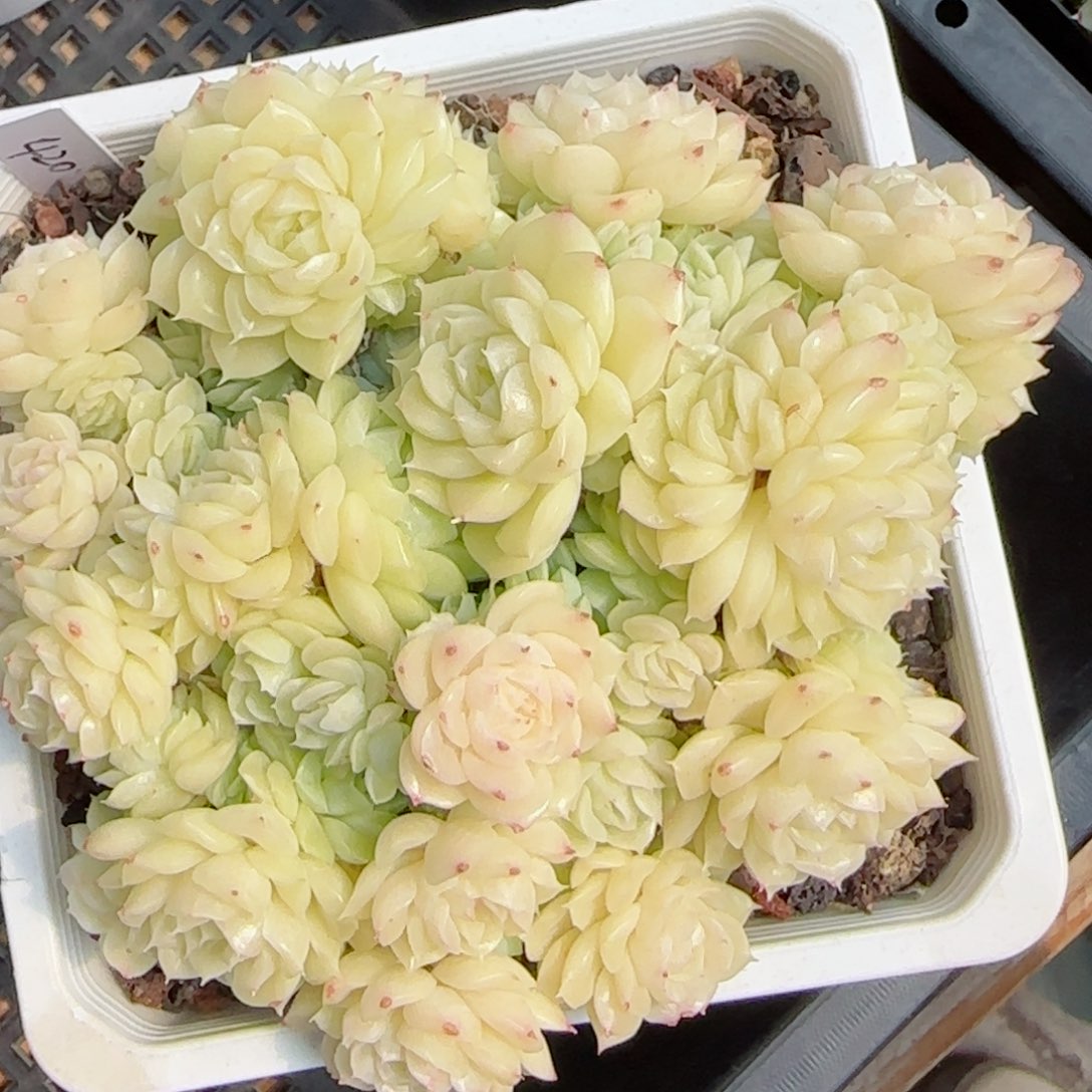 【闪购商品】0308-69白玉珠光优选麦杆母本