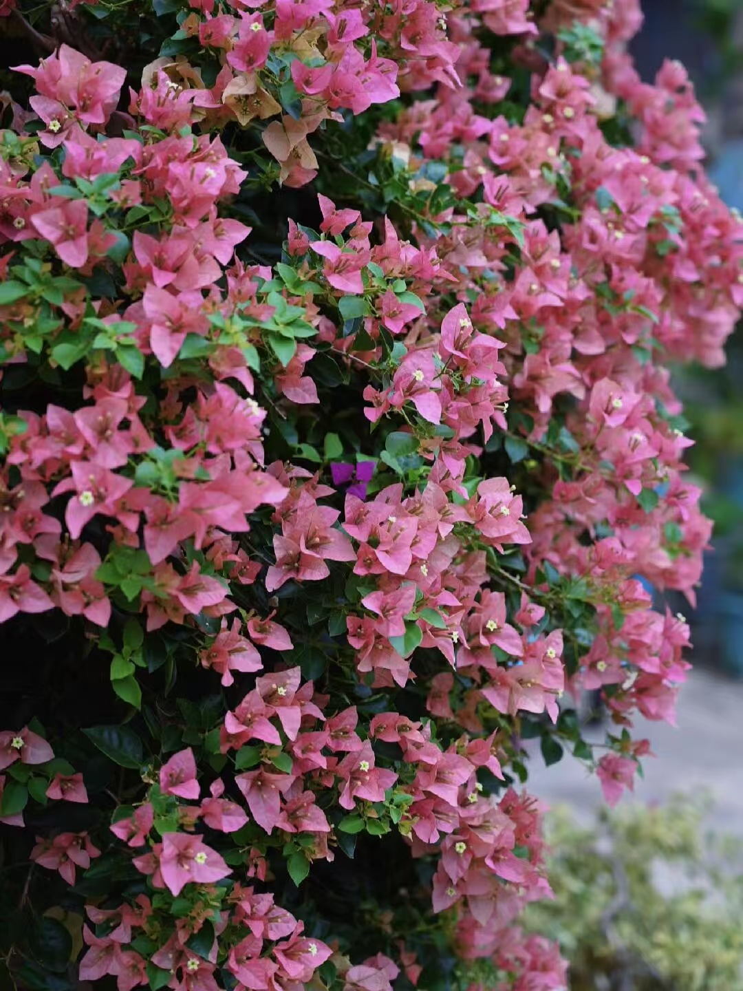 【所罗门】三角梅阳台庭院爬藤盆栽勤花四季开花基地直发