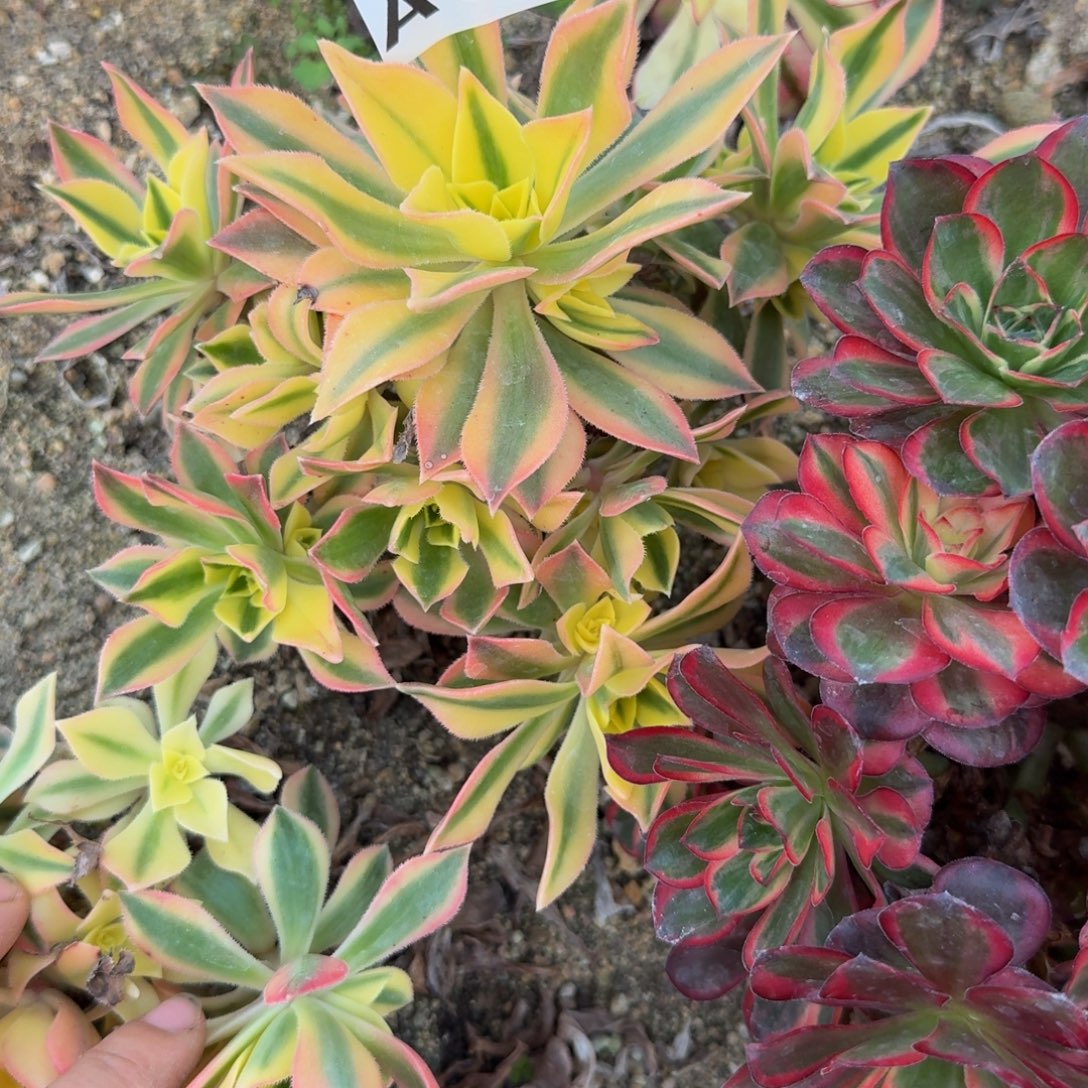 609枫叶。多肉植物